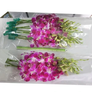 Fresh Cut Flowers Orchid Sonia Dendrobium 500 Stems/box Purple