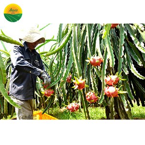 FRESH DRAGON FRUIT FROM AGRICULTURE VIET NAM