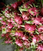 Fresh Dragon Fruit/Pitaya Vietnam_High Quality