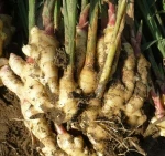 fresh ginger/market prices for ginger/dried ginger bulk fresh ginger