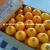 Import fresh navel orange from China