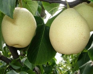 Fresh Pear Hosui Pear