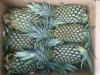 FRESH PINEAPPLE- FROZEN PINEAPPLE EXPORT STANDARD PRICE FOR SALE HIGH QUALITY WITH BEST PRICE FOR YOU