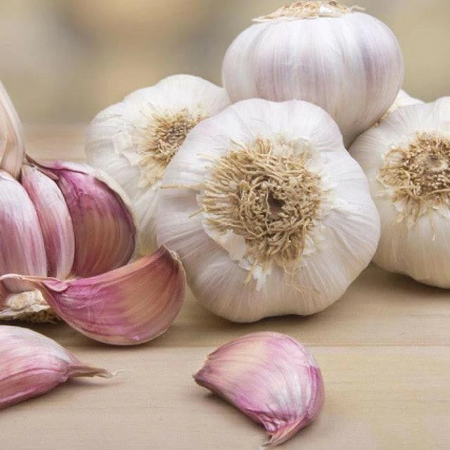 Fresh Pure White Garlic/ Normal White Garlic