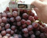 Fresh Red,Green globe Seedless Grapes