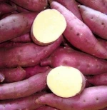 Fresh Sweet Potatoes for sale