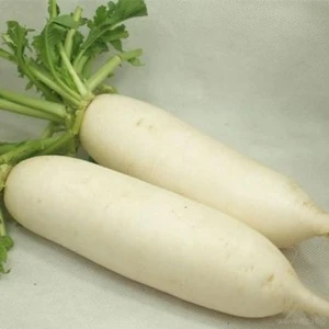 Fresh Vegetable Chinese Radish / Ternip / Daikon with Lowest Price
