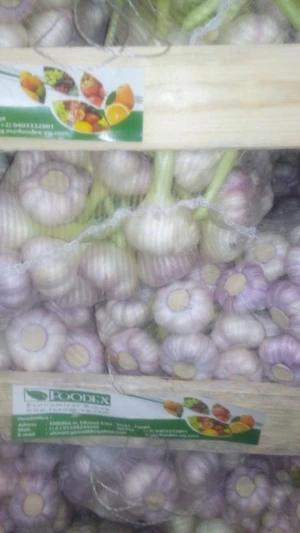 Fresh White Garlic supplier