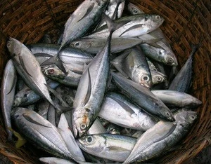 Frozen Fresh Seafood 20cm+ Horse Mackerel Fish Products with Competitive Prices