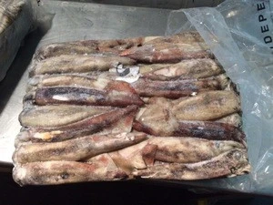 Frozen Illex squid