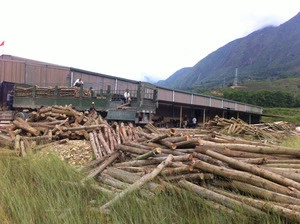 Good Acacia timber from Vietnam