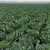 Import Green round cabbage from China