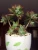 Import high germination indoor Succulent Plants Echeveria Pulvinata Bonsai from China