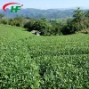 High mountain fuding authentic handmade healthy fragrant tasty chinese tea white