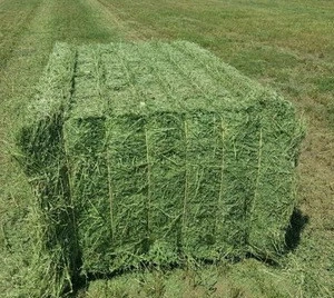 High Quality Alfalfa Hay, Alfalfa Hay Price, Alfalfa Hay Bales