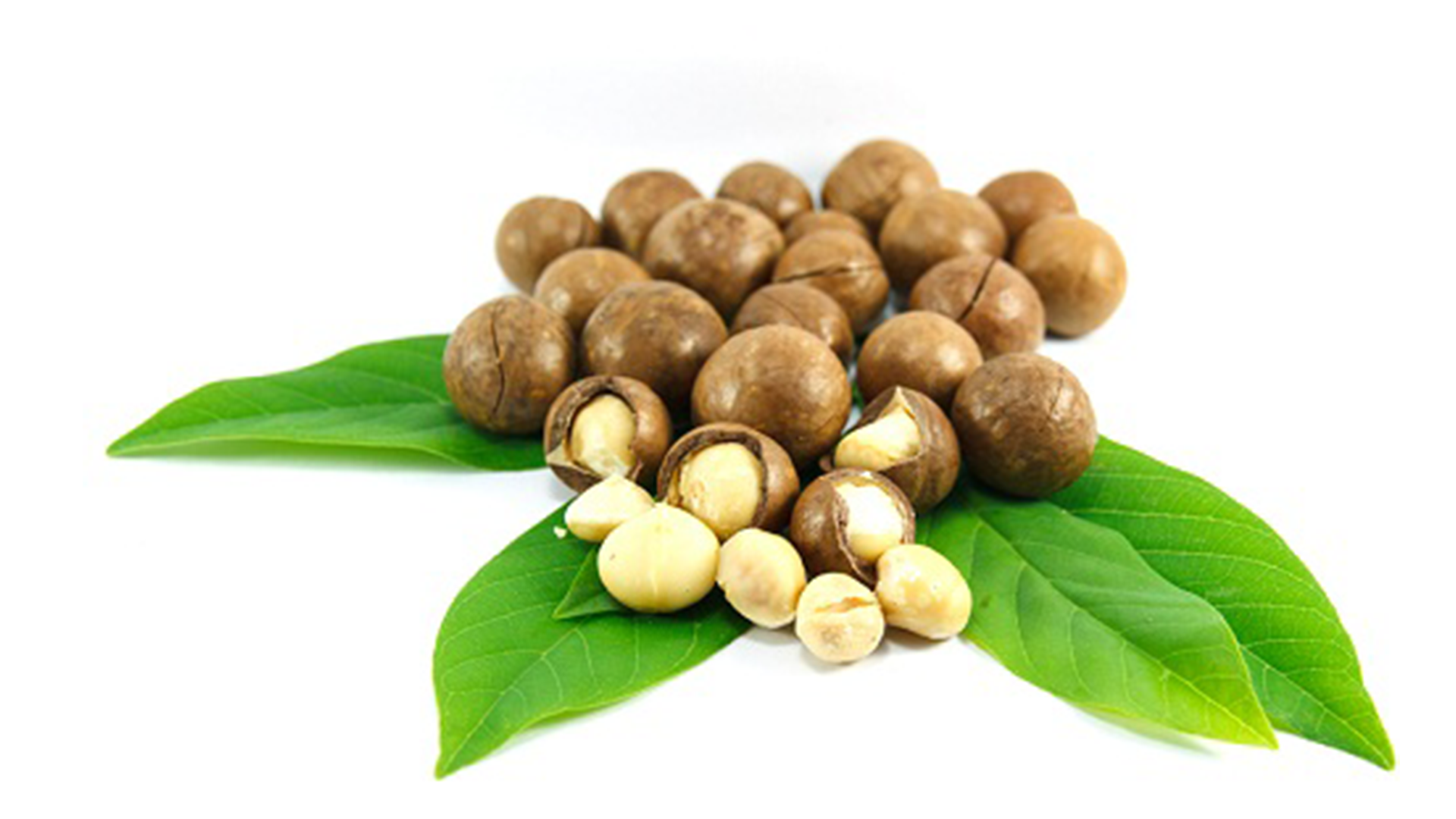 High Quality Dried Macadamia Nuts In Vietnam