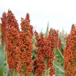 High Quality Low Price Sorghum For Sale