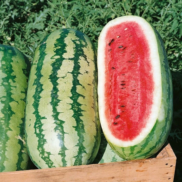 High quality organic fresh watermelon