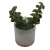 Import High quality succulent plants artificial plants wholesale from China