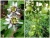 Import High Quality Wholesale Passiflora edulis Passion Fruit Seedling Trees from China