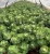 Import Hot Sale real Portulaca molokiniensis Hobdy live succulent plants artificial cultivation succulent plants potted from China