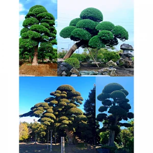 Hot Sell Tree Seeds Bonsai Real House Potted Plant With High Quality