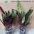 Import hotsale high quality ins Popular Calathea Lancifolia ornamental live plant bonsai foliage plant on sales from China