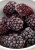 Iqf Fresh Blackberry Fruits Frozen
