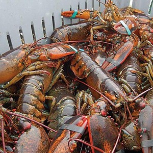 live Lobsters for sale / live spiny lobster for sale