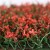 Import manufacture quality ornamental plants skybird camelia natural plastic l creeper artificial plant grass from China