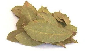 Manufacturer supply natural spice bay leaves for sale