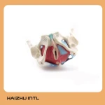 Medical science human anatomical model, human female pelvis model