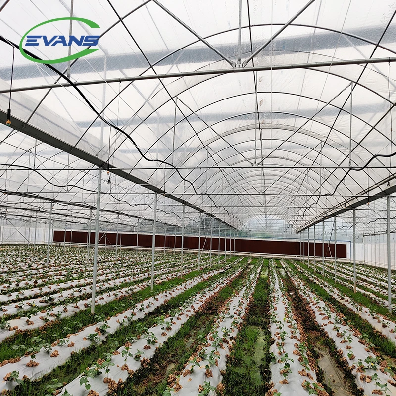 Multi-span Large Agricultural Plastic Film Greenhouse Tomato Greenhouse Vegetable Greenhouse