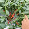 Naturix Hybrid Red Hot Pepper Seeds Vegetable Seeds