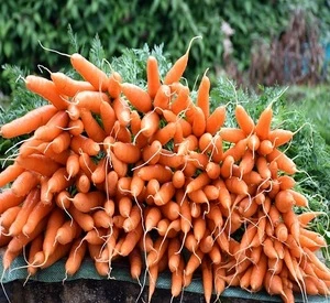 New Crop Fresh Carrot for Sale At Competitive Price
