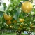 Import New Crop Fresh Golden Pears from South Africa