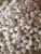 Import New Crop Fresh  Pure White Garlic (5.0cm, 5.5cm, 6.0cm) from South Africa