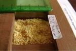 NGM semidefatted soy grits