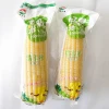 Non-GMO Fresh White Corn