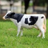 Oenux Wholesale PVC Animal Toy Simulation Farm Milk Cow Cattle Calf Bull OX Action Figures Model