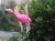 Osgoodway Good Quantity Cheap Hot Sale Plastic Pink Garden wind fans flamingo for Decor