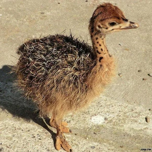 Ostrich Chicks / Red and Black neck Ostrich for sale / Live Ostrich Birds