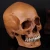 Import Party Supplies Halloween head Resin Skull Model Medical Skull crafts from China