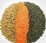 Premium Quality Split Red Lentils & Red Whole Lentils
