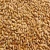 Import PREMIUM QUALITY WHEAT GRAINS from South Africa