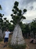 Professional manufacture cheap foliage plants natural plants ornamental ficus bonsai plants multi root