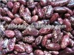 purple speckled kidney bean