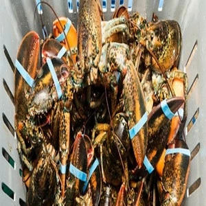 Quality live Lobster/Pacific Canadian Red Lobsters/Seafood Fresh lobsters for sale