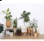 Import Simple Mid Century Floor Plant Stand - Solid Wood Indoor Flower Pot Holder  - Modern Home Decor(Planter  Not Included) from China