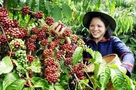 Sumatra robusta coffee green bean